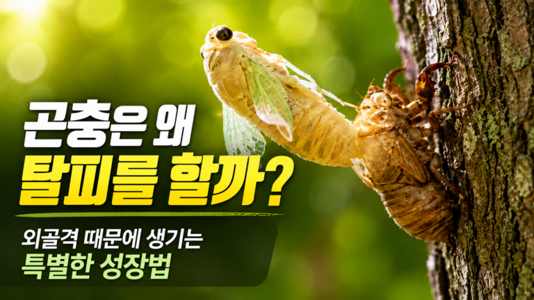 곤충은 왜 탈피를 할까? 외골격 때문에 생기는 특별한 성장법
