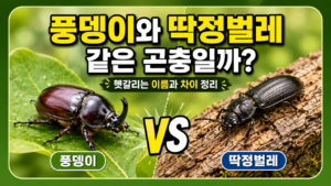 풍뎅이와 딱정벌레는 같은 곤충일까? 헷갈리는 이름과 차이 정리