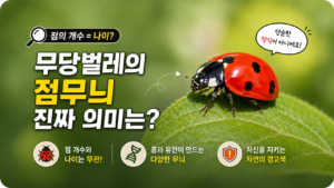 무당벌레의 등에 있는 점은 나이를 뜻할까? 점무늬의 진짜 의미