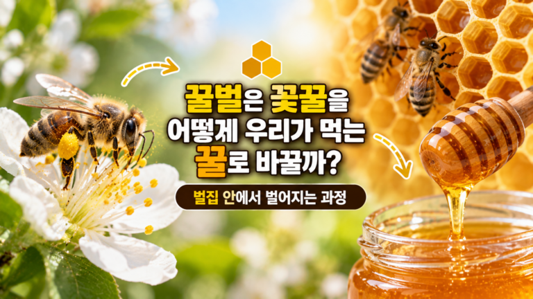 꿀벌은 꽃꿀을 어떻게 우리가 먹는 꿀로 바꿀까? 벌집 안에서 벌어지는 과정
